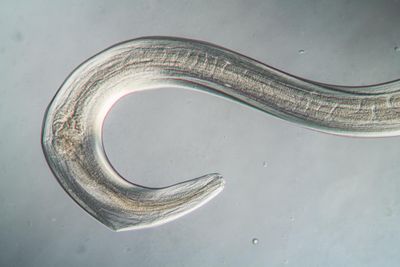 Nematode