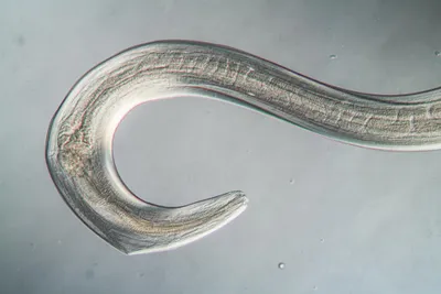 Nematode