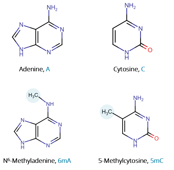 Four chemical structures showing the difference between unmethylated bases (adenine and cytosine) and methylated bases (N6-methyladenine and 5-methylcytosine).