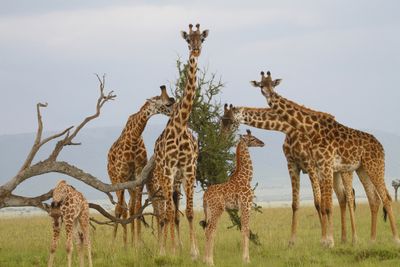 Identification of a novel species of papillomavirus in giraffe lesions using nanopore sequencing
