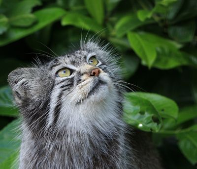 Pallas Cat