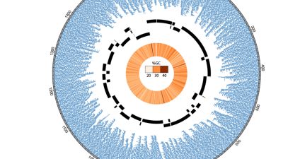 Scaffolding of a bacterial genome using MinION nanopore sequencing