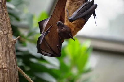 Neotropical bats Artibeus jamaicensis and Pteronotus mesoamericanus