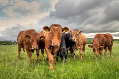 Field with 4 brown cows and two black cows in a line