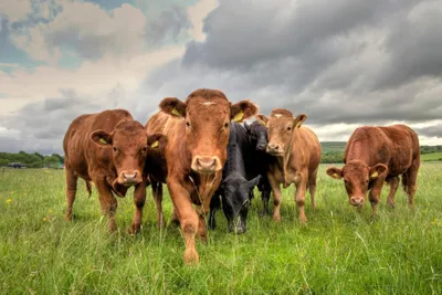Field with 4 brown cows and two black cows in a line