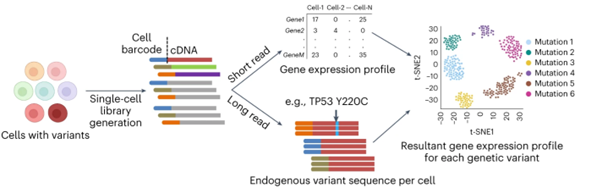 Figure illustrating the single-cell sequencing workflow