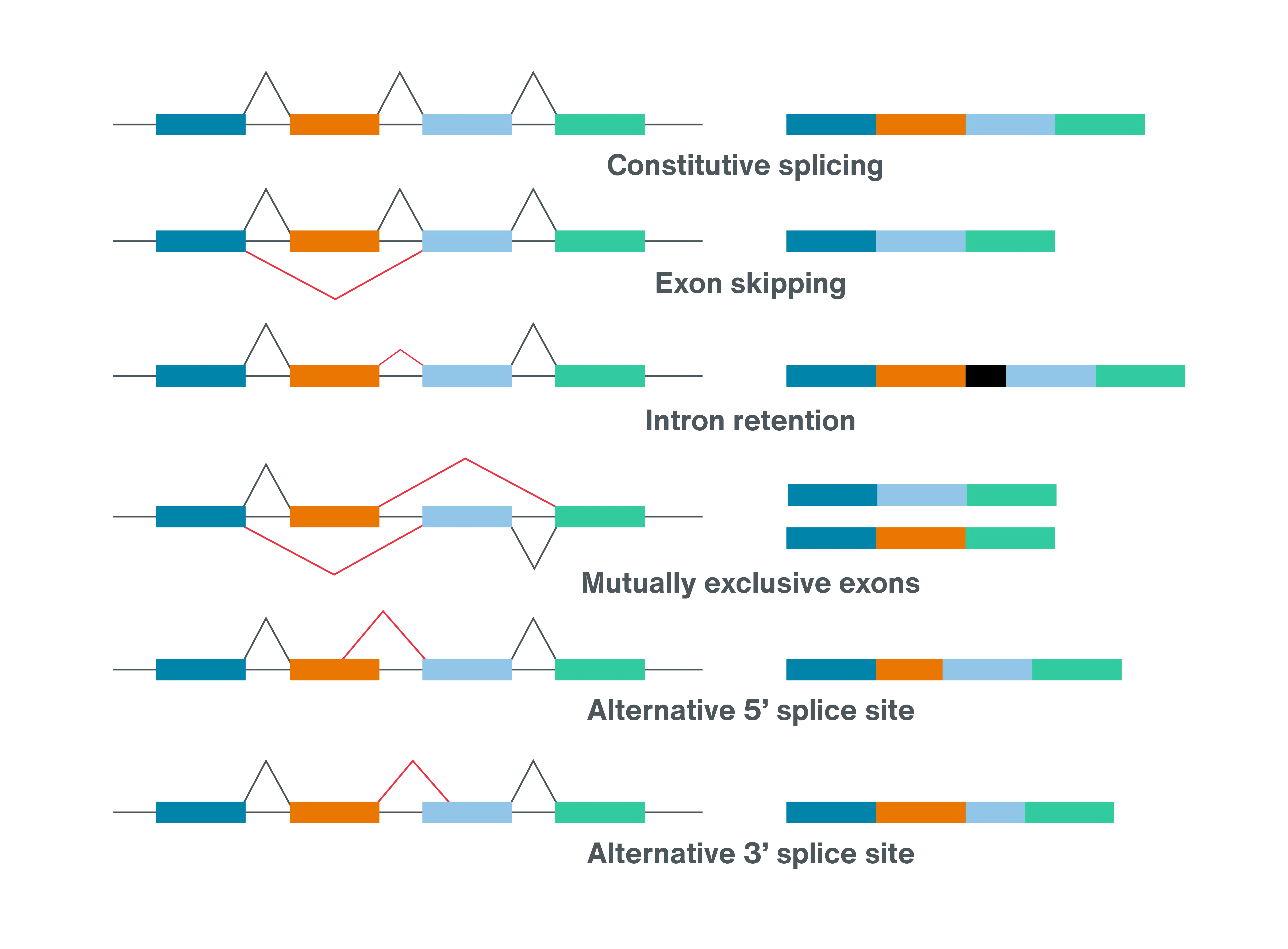 Splice variation Oxford Nanopore Technologies