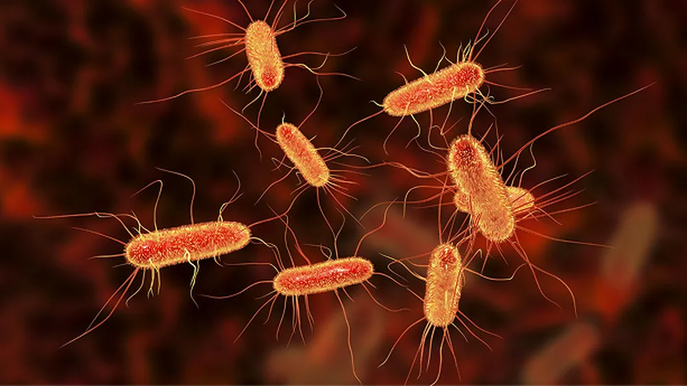 bacterial genome sequences