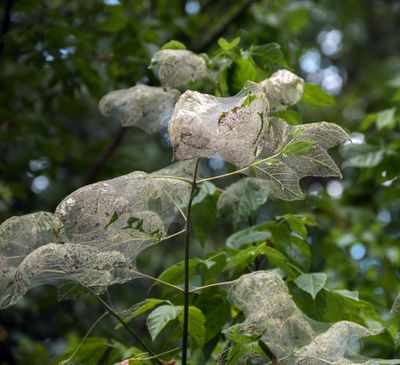 bagworm moth webs