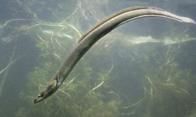 Rapid de novo assembly of the European eel genome from nanopore sequencing reads