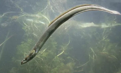 Rapid de novo assembly of the European eel genome from nanopore sequencing reads