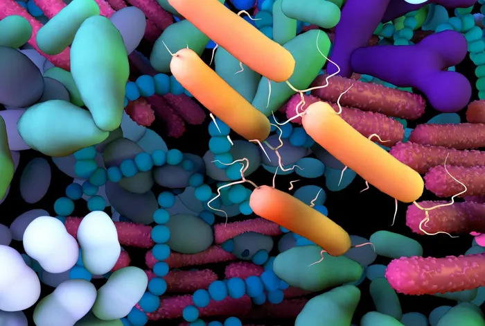 Human milk microbiota across lactation stages and free glutamate concentrations in healthy Ecuadorian women