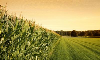 photograph of a maize field