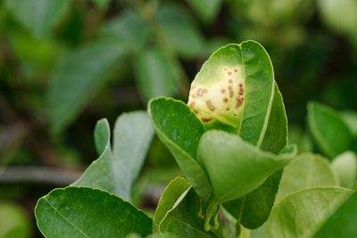 Xanthomonas pathogenic interaction with a plant