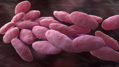 Clinical performance of real-time nanopore metagenomic sequencing for rapid identification of bacterial pathogens in cerebrospinal fluid: a pilot study