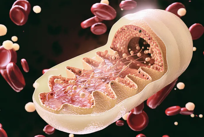 Single-cell individual complete mtDNA sequencing uncovers hidden mitochondrial heterogeneity in human and mouse oocytes
