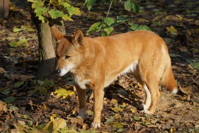 Desert Dingo (*Canis lupus dingo*) genome provides insights into their role in the Australian ecosystem.