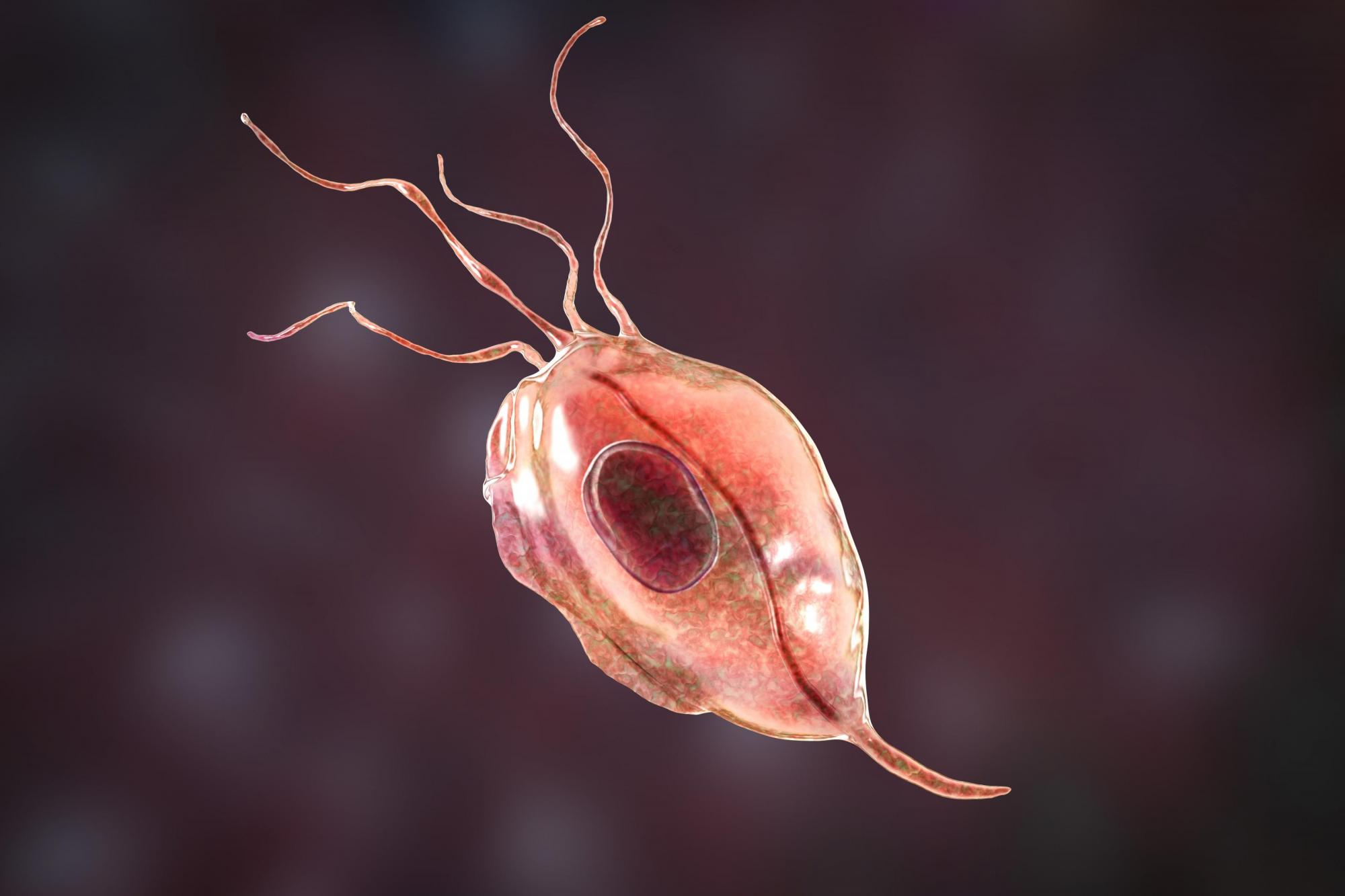 Fully resolved assembly of *Cryptosporidium parvum*