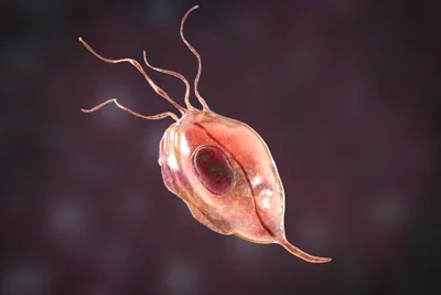 Protozoa