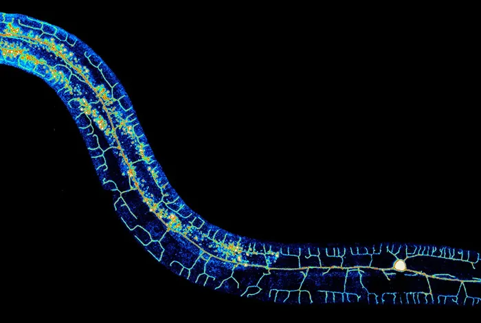 Direct full-length RNA sequencing reveals unexpected transcriptome complexity during *Caenorhabditis elegans* development