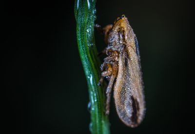 Leafhopper