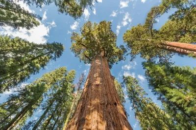photograph of world's largest redwood trees in Sequoia National Park, California USA