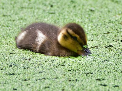 photograph of duckling on water covered with duckweed