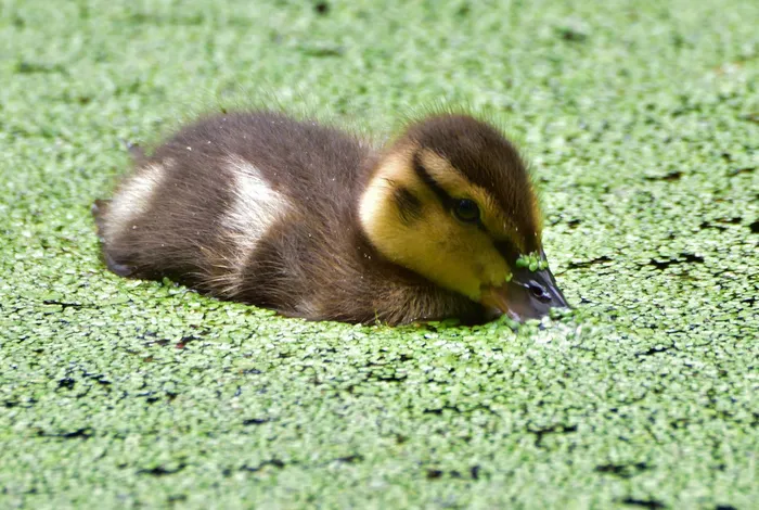 A new *Spirodela polyrhiza* genome and proteome reveal a conserved chromosomal structure with high abundances of proteins favoring energy production