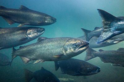 Chinook salmon