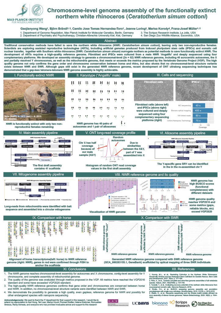 Chromosome level Genome Assembly Of The Functionally Extinct Northern Chromosome level genome assembly of the functionally extinct northern