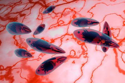 protist toxoplasma gondii