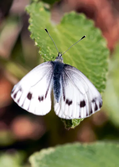 Margined White butterfly