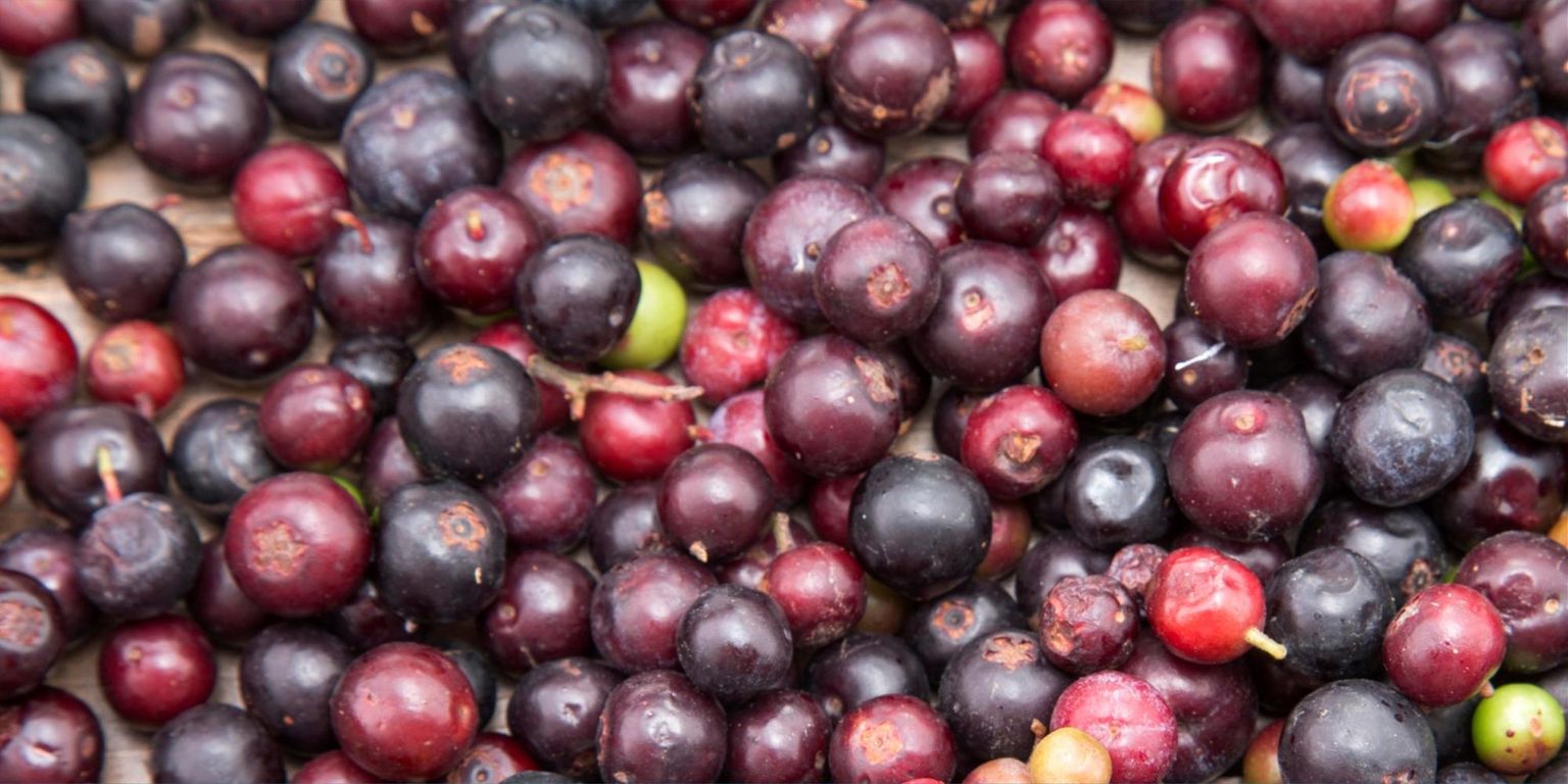 NCM 2022: Draft genome of mortiño (*Vaccinium floribundum*), a wild berry species of the Andean paramo