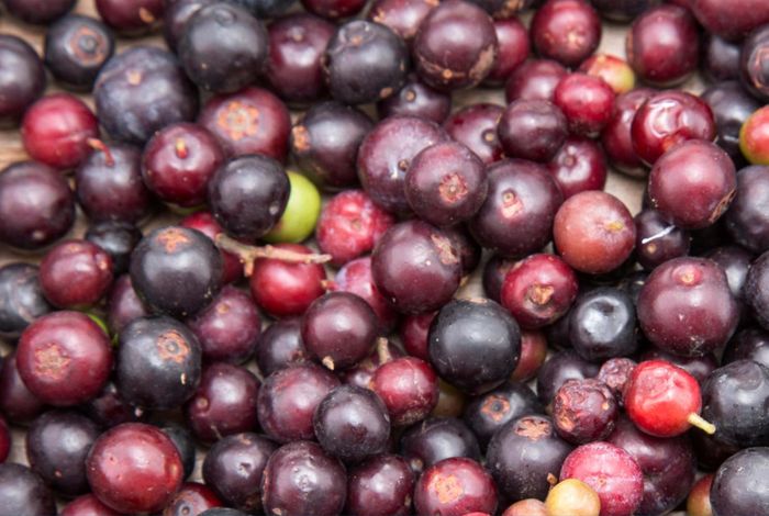 NCM 2022: Draft genome of mortiño (*Vaccinium floribundum*), a wild berry species of the Andean paramo