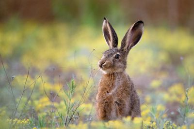 photograph of a european hare in a field