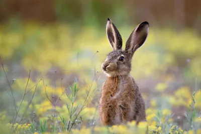 European hare sitting in a field of flowers