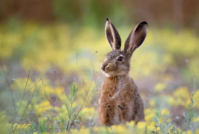 Uncovering the microbiome of invasive sympatric European brown hares and European rabbits in Australia