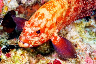 red spotted grouper fish in coral