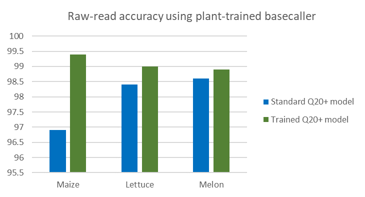 A bar graph show the raw read accuracy with two different basecaller models for maize, lettuce and melon. There was lower accuracy for all three plants using the standard Q20+ model than the trained Q20+ model. The biggest improvement was for the maize data.