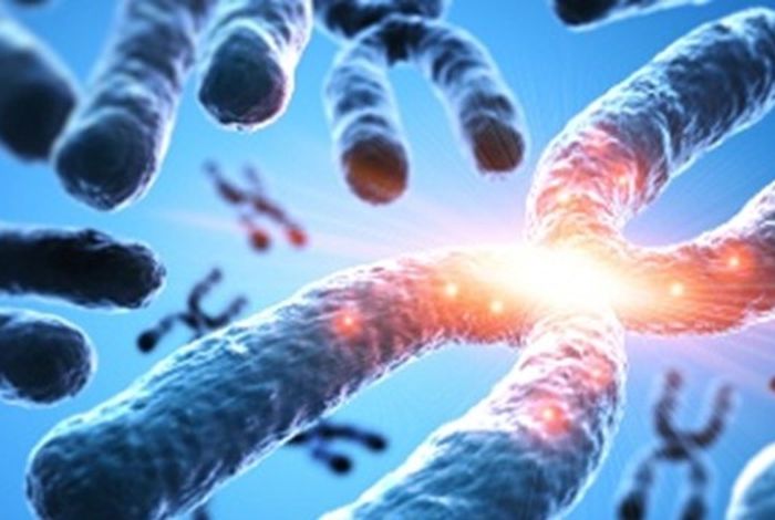 Nanopore sequencing reveals conservation of chromosome end-specific telomere lengths