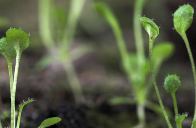 Nanopore ultra-long sequencing and adaptive sampling spur plant complete telomere-to-telomere genome assembly