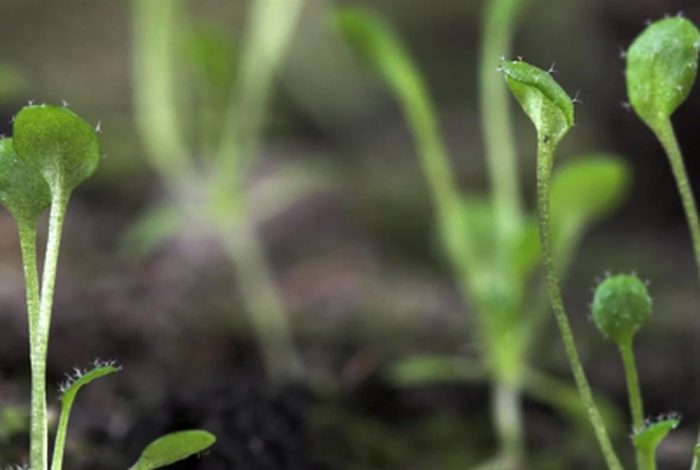 Nanopore ultra-long sequencing and adaptive sampling spur plant complete telomere-to-telomere genome assembly