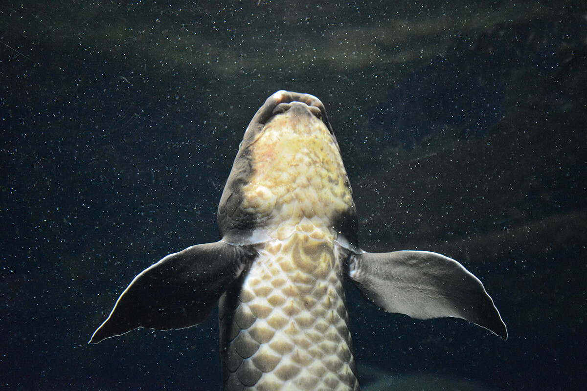 The Australian lungfish (Neoceratodus forsteri)