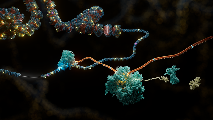 Stencilling accessible chromatin fibres reveals haplotype-specific regulation