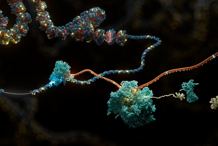 Stencilling accessible chromatin fibres reveals haplotype-specific regulation