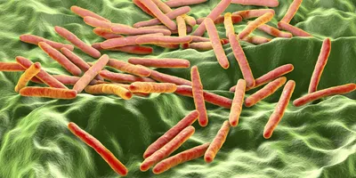 Mycobacterium 