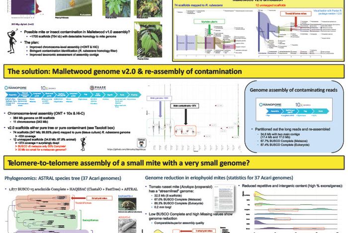 Small but mitey: high-quality long-read assembly of a streamlined mite genome from contaminated sequencing data