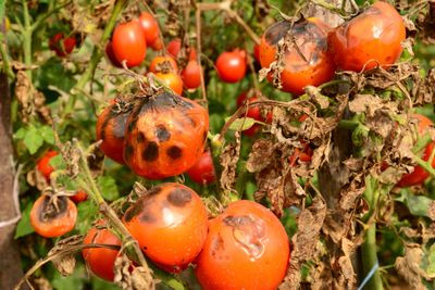 tomato rot due to phytophthora fungi pathogen