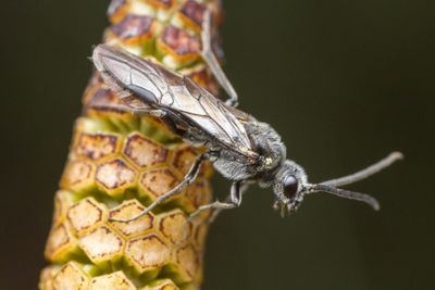 Sawfly