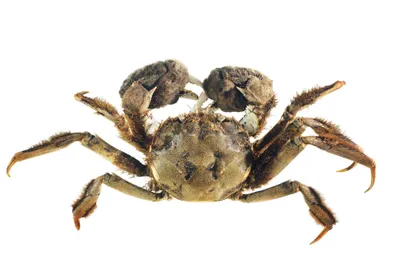 chinese mitten crab